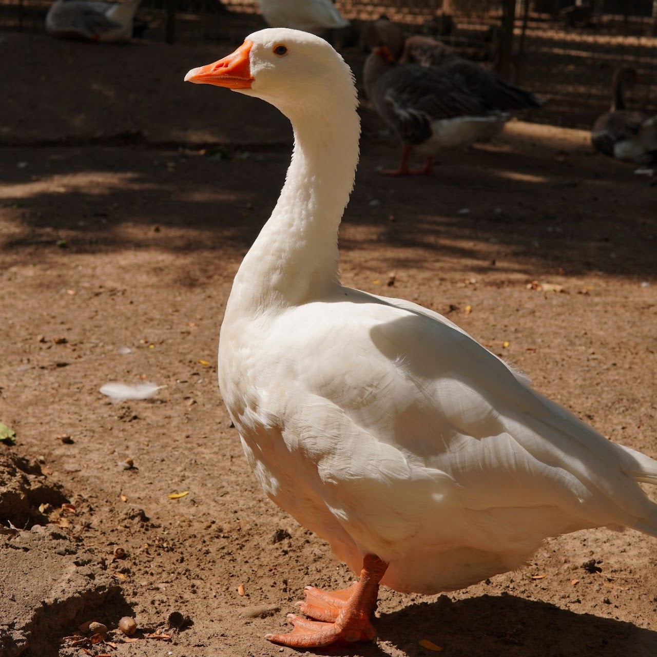 animale